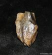 Inch Long Triceratops Tooth #1134-1